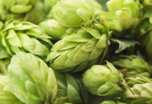 Ksantohumol – moc antyoksydacji zamknięta w szyszce chmielu