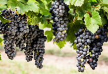 Resweratrol jako wielofunkcyjny związek bioaktywny