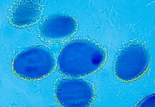 Etosomy jako alternatywne systemy nośnikowe substancji aktywnych w kosmetykach