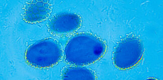 Etosomy jako alternatywne systemy nośnikowe substancji aktywnych w kosmetykach