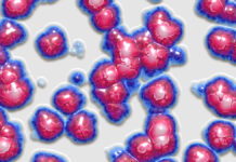 Pasteryzowana Akkermansia muciniphila MucT. Bakteria, która może wspierać zdrowe starzenie