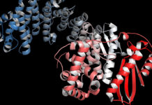 Tropokolagen w regeneracji mięśni mimicznych osłabionych działaniem toksyny botulinowej