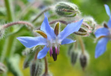 Możliwości zastosowania olejów z ogórecznika i baobabu w pielęgnacji skóry pacjentów onkologicznych. Badanie pilotażowe