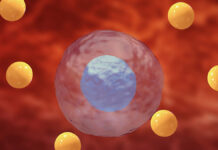 Stres oksydacyjny i antyoksydanty – chwiejna równowaga