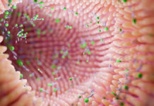 Akkermansia muciniphila – od równowagi metabolicznej do kondycji skóry